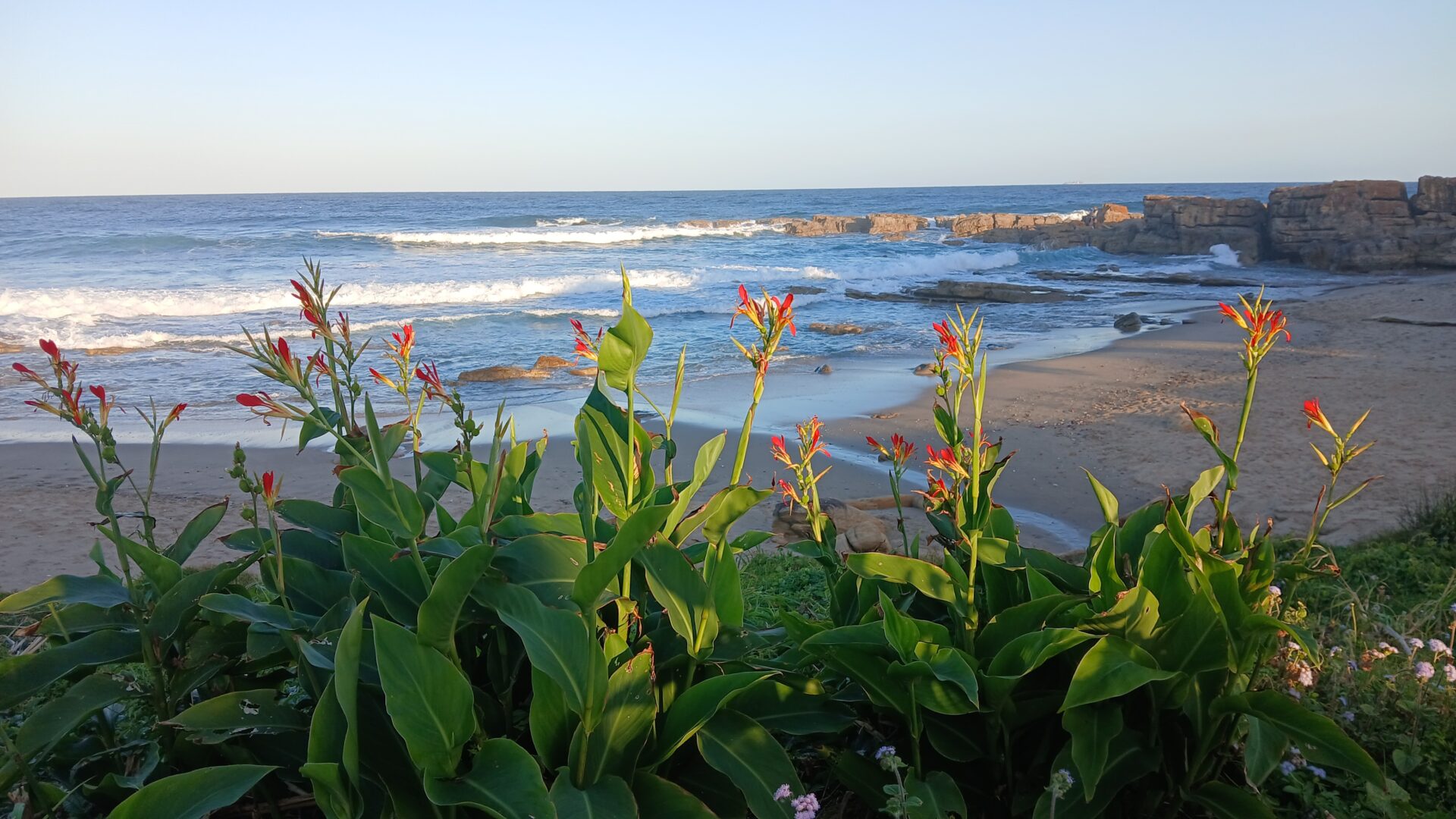 Wild flowers above the beach near Port Edward
