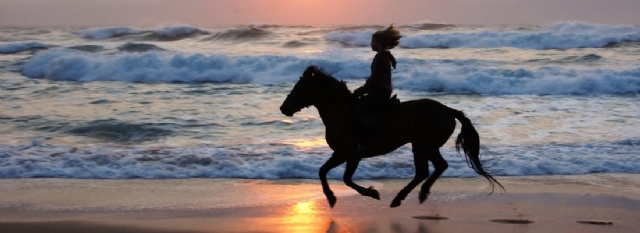 Selsdon Park Beach Horse riding